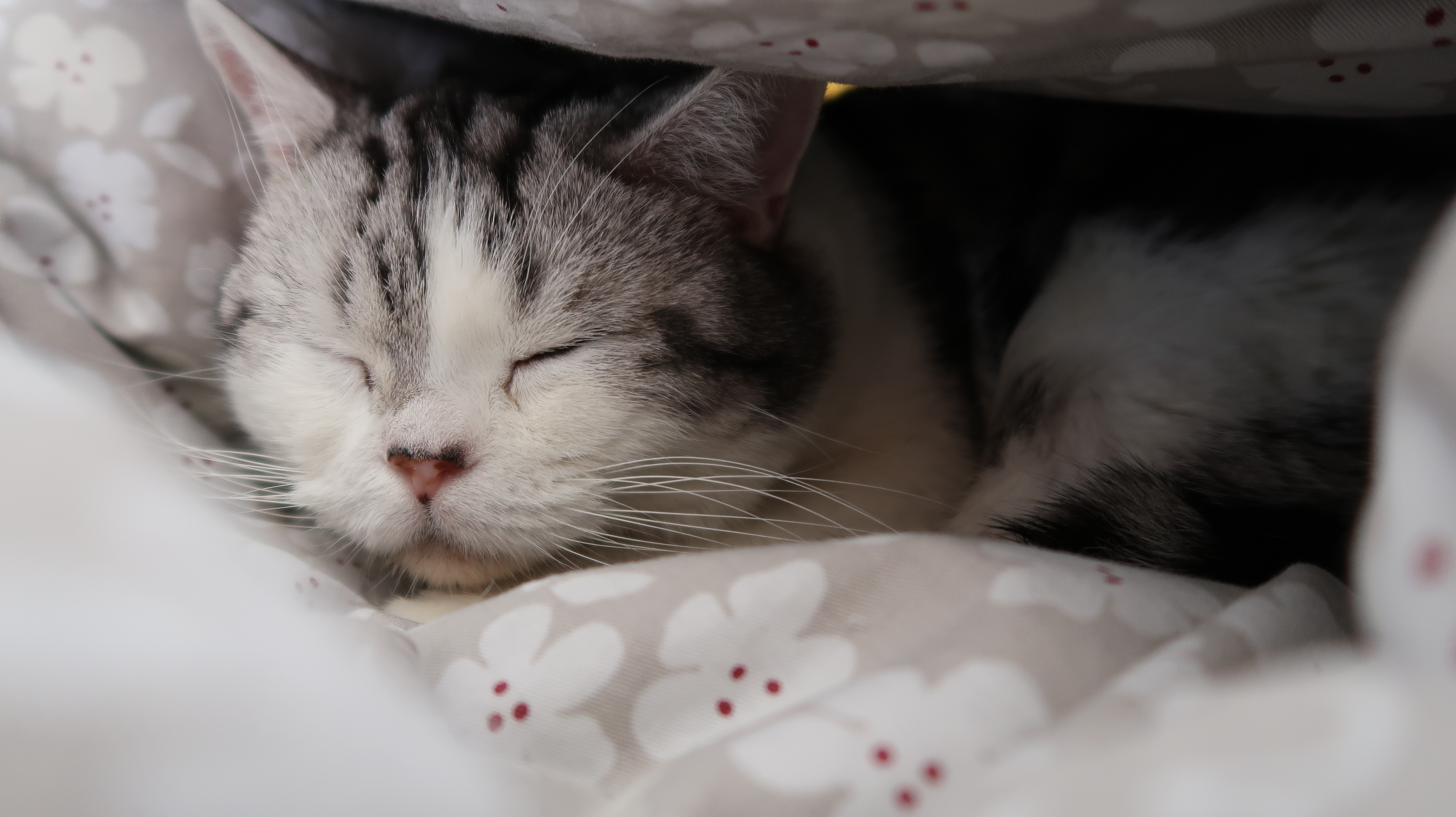 Featured image of post 设计模式笔记(3) -- 观察者模式，单件模式